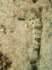 Synodontidae