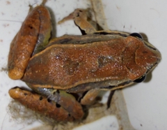 Leptodactylus mystaceus
