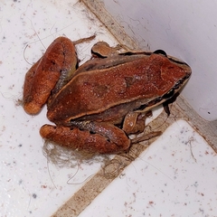Leptodactylus mystaceus