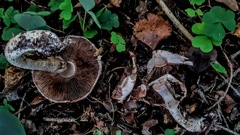 Agaricus sylvaticus