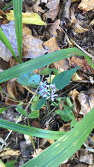 Symphyotrichum cordifolium