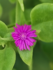 Mesembryanthemum cordifolium