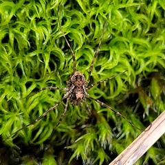 Platybunus