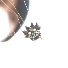 Thelacantha brevispina