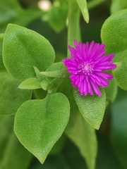 Mesembryanthemum cordifolium