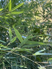 Phyllostachys aurea