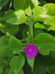 Mesembryanthemum cordifolium