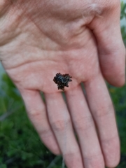 Thelacantha brevispina