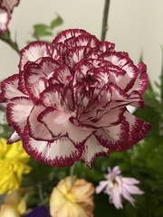 Dianthus caryophyllus