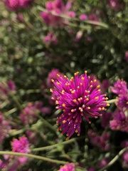 Gomphrena pulchella