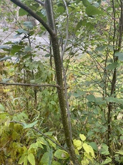 Alnus incana