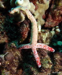 Linckia multifora