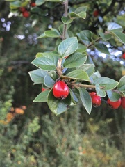 Cotoneaster simonsii