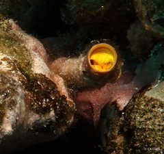 Vermetoidea