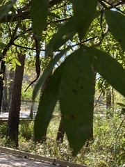 Quercus laurifolia