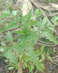Solanum lycopersicum