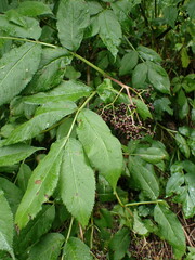 Sambucus racemosa melanocarpa