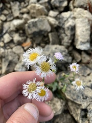 Erigeron philadelphicus provancheri