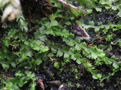 Mesoptychia collaris