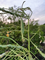 Hierodula patellifera