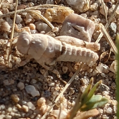 Cibolacris parviceps