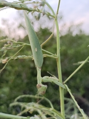 Hierodula patellifera