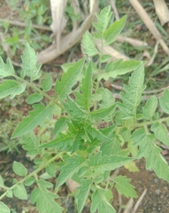 Solanum lycopersicum