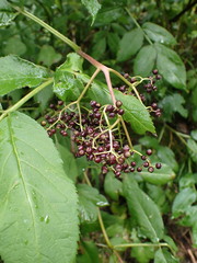 Sambucus racemosa melanocarpa