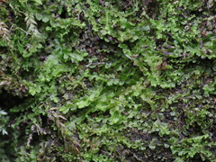 Mesoptychia collaris