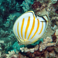 Chaetodon ornatissimus
