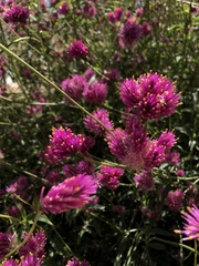 Gomphrena pulchella