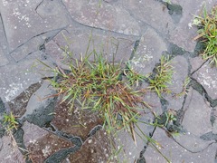 Paspalum orbiculare