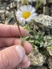 Erigeron philadelphicus provancheri