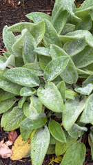 Stachys byzantina