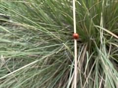 Cycloneda sanguinea