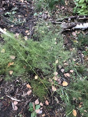 Asparagus officinalis