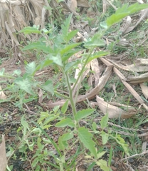 Solanum lycopersicum