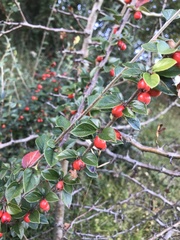Cotoneaster simonsii