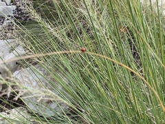 Cycloneda sanguinea