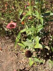 Zinniinae