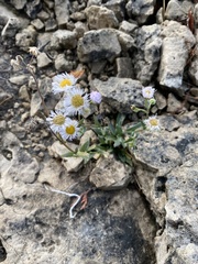Erigeron philadelphicus provancheri