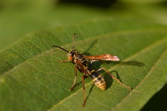 Mischocyttarus flavitarsis