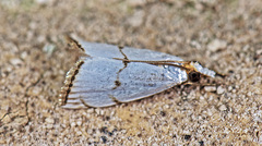Argyria gonogramma