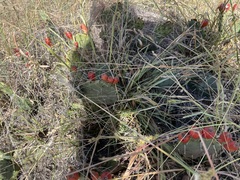 Opuntia macrorhiza