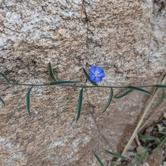 Evolvulus arizonicus