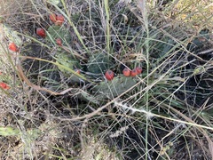 Opuntia macrorhiza