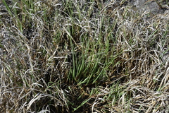 Triglochin maritima