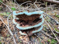 Phaeolus schweinitzii