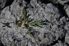 Suaeda calceoliformis