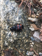 Nicrophorus